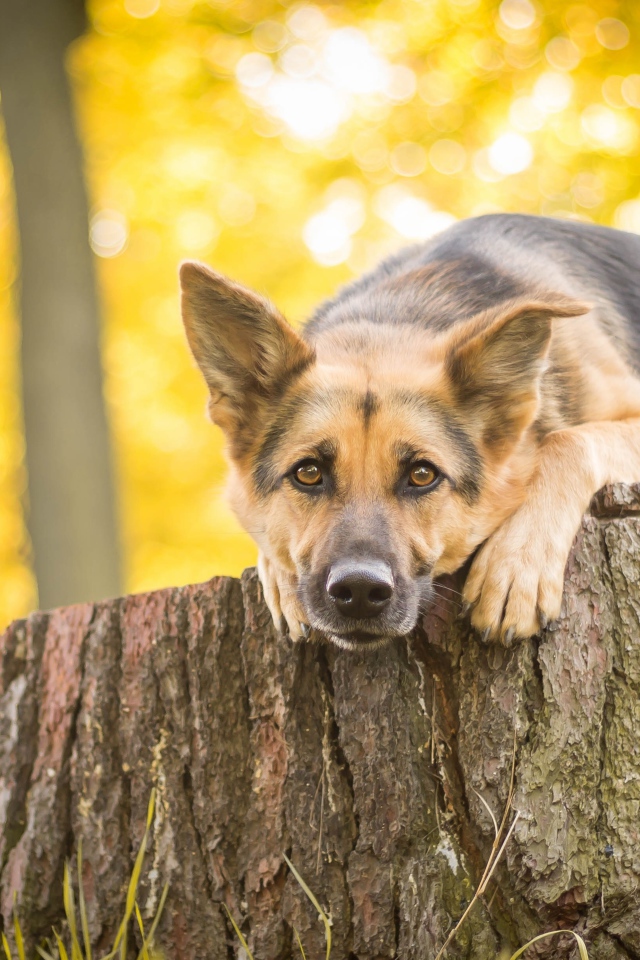 Немецкая овчарка лежит на пне