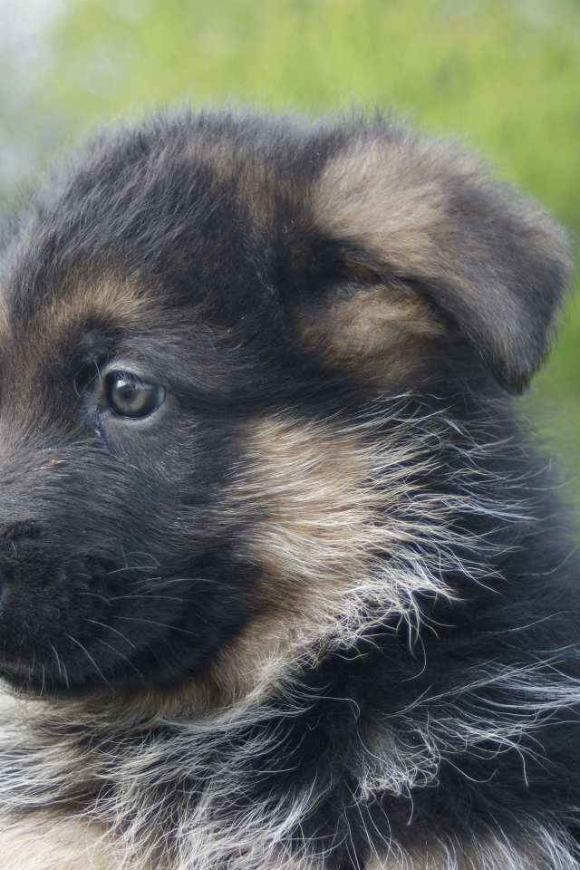 Щенок немецкой овчарки крупным планом