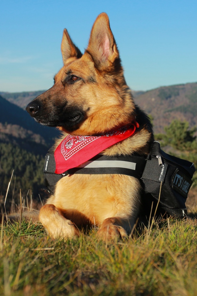 Немецкая овчарка с рюкзаком лежит на траве на фоне гор