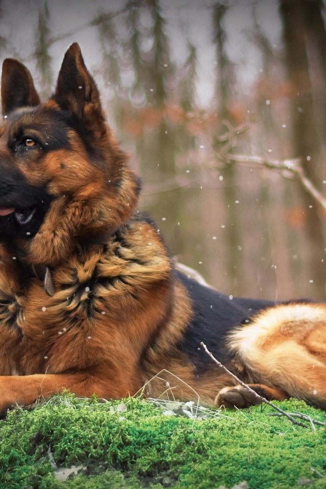 Немецкая овчарка лежит на покрытой мхом земле