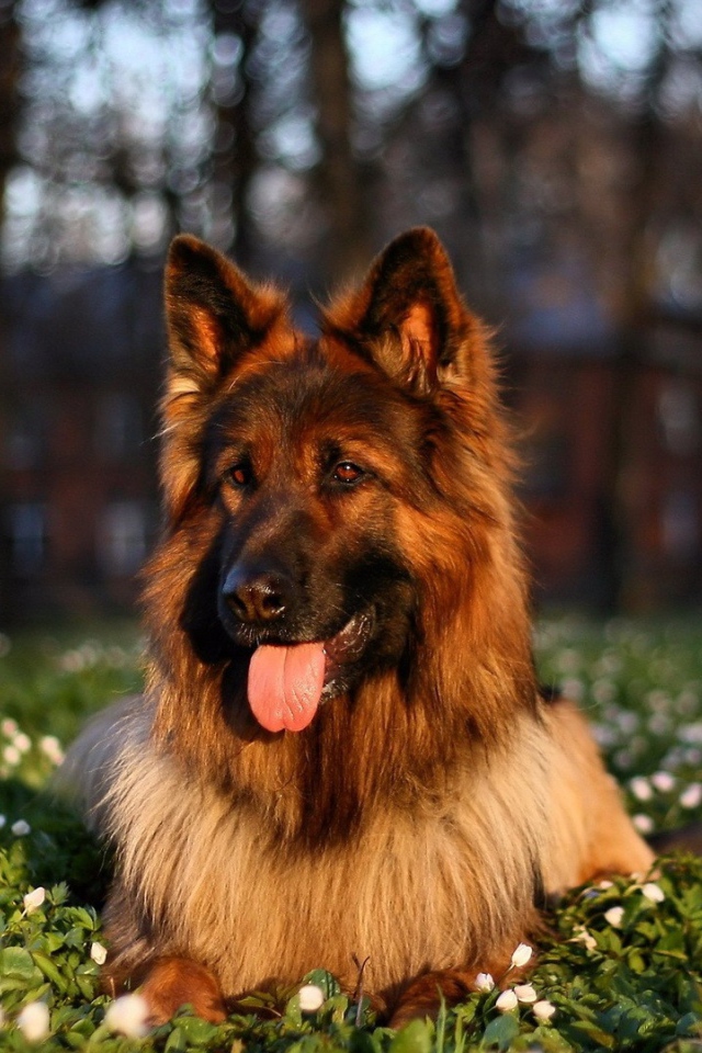 German shepherd with tongue hanging out lying on the grass