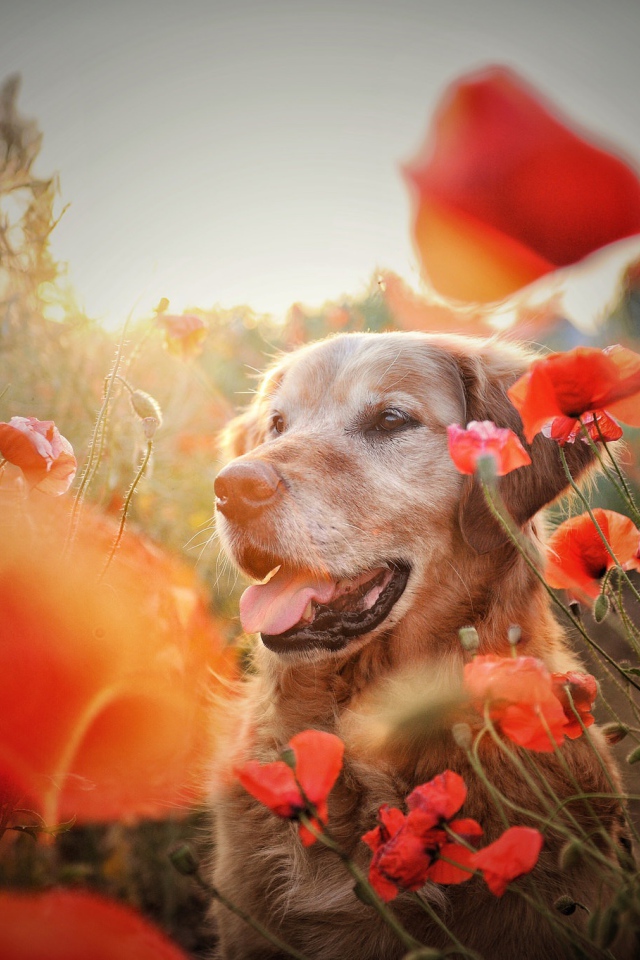 Золотистый ретривер в цветах красного мака