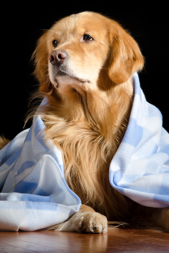 Золотистый ретривер лежит под пледом на черном фоне