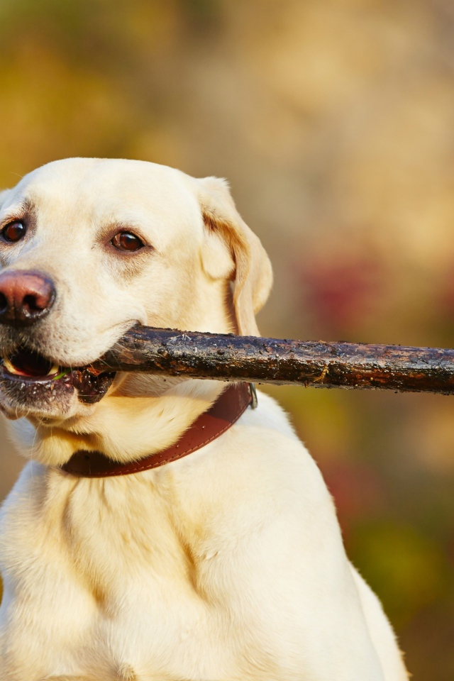 Золотистый ретривер с палкой в зубах