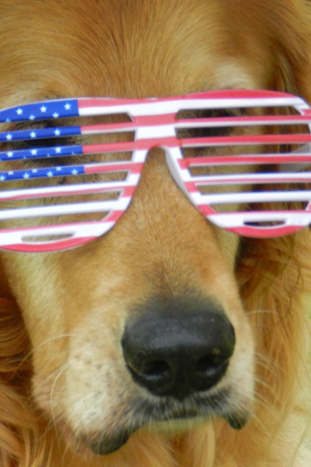 Золотистый ретривер в очках 