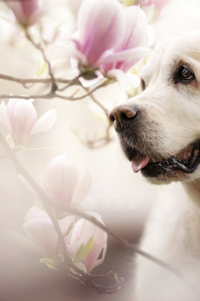 Золотистый ретривер с высунутым языком в розовых цветах