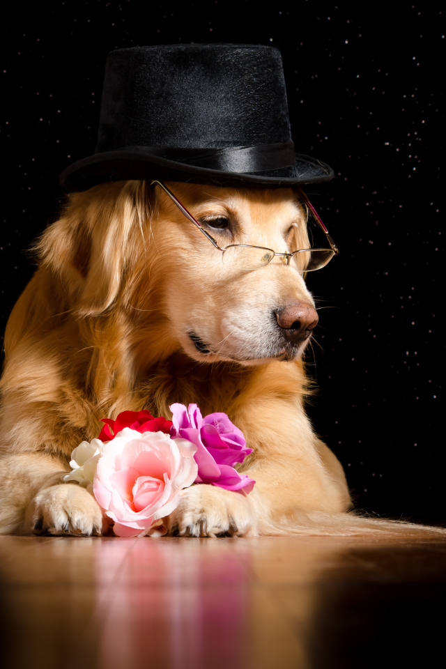 Золотистый ретривер в черной шляпе с цветами