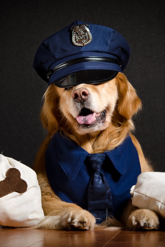 Золотистый ретривер в костюме полицейского 