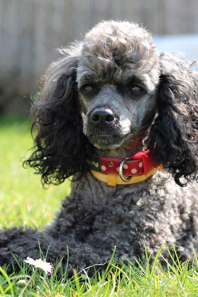 Серый пудель с ошейником лежит на зеленой траве