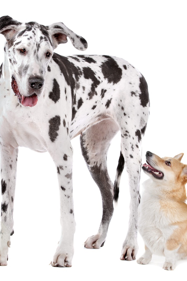 Немецкий дог и вельш корги на белом фоне