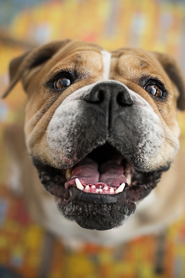 Довольная морда собаки породы боксер