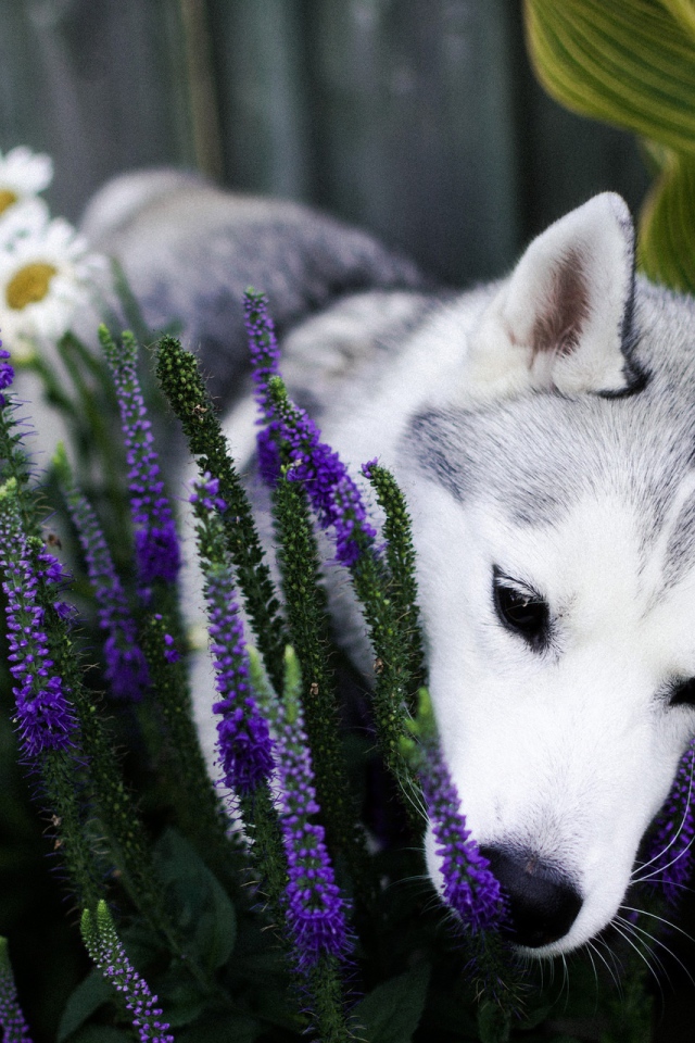 Собака породы хаски в цветах 