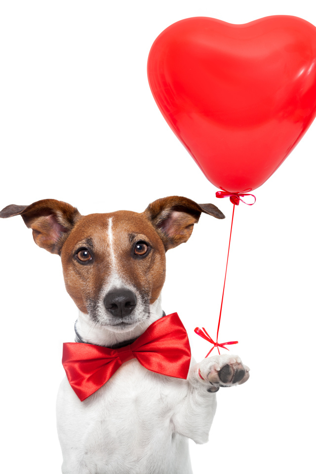 Джек-рассел-терьер с красным шариком в форме сердца на белом фоне