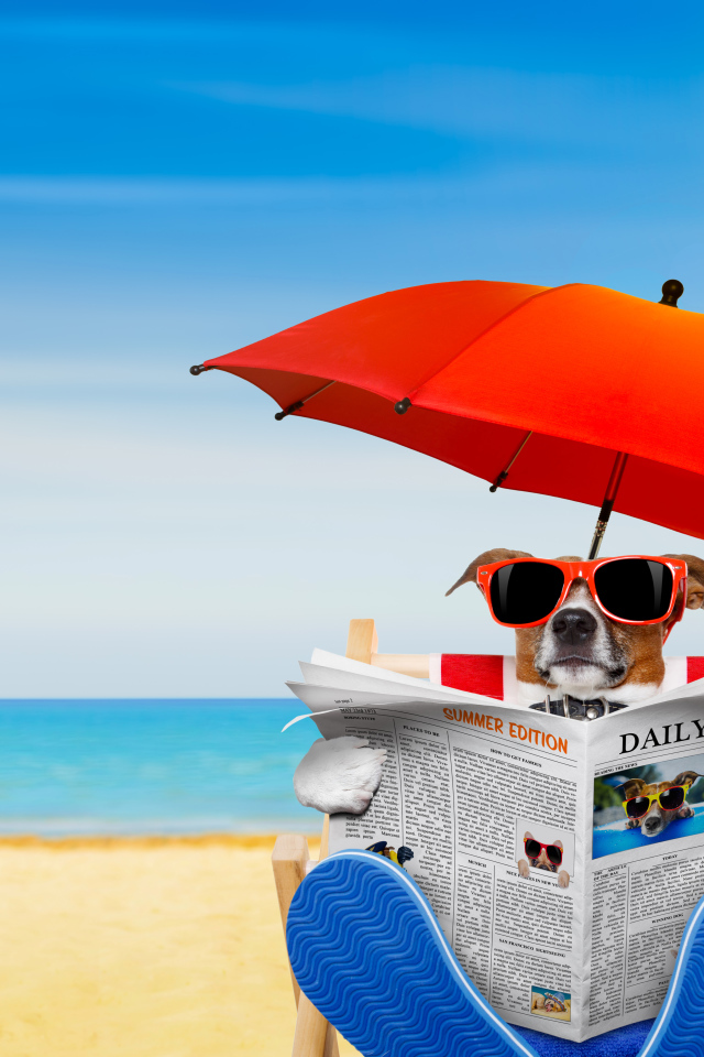 Джек-рассел-терьер в очках с газетой под зонтом на пляже