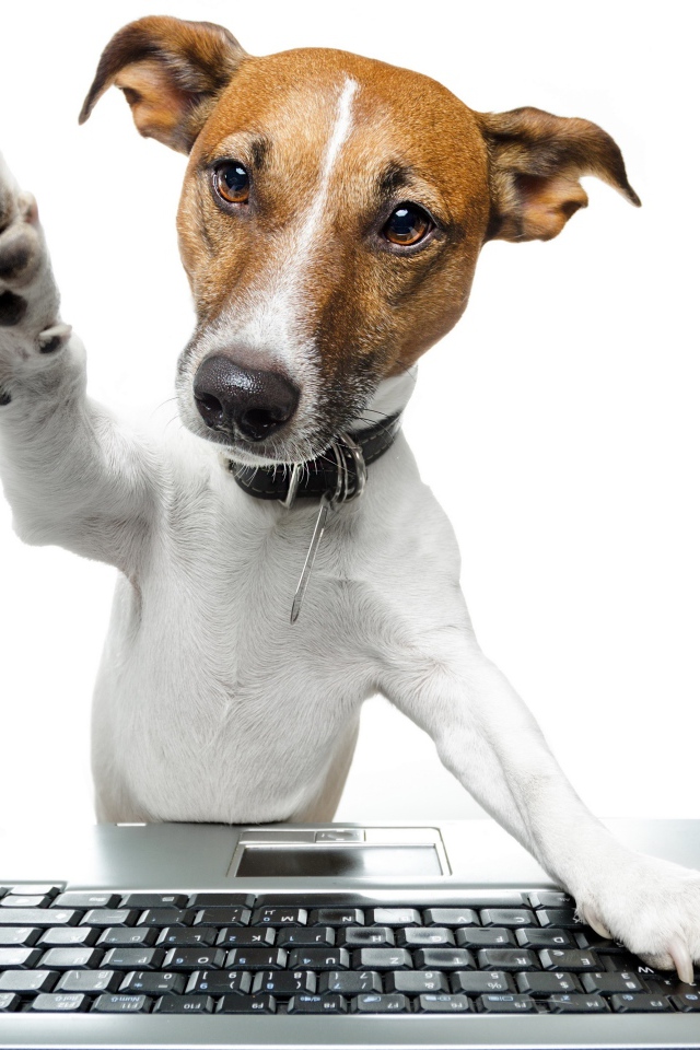 Джек рассел терьер с клавиатурой на белом фоне