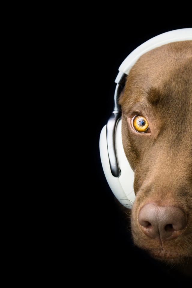 Лабрадор в наушниках на черном фоне