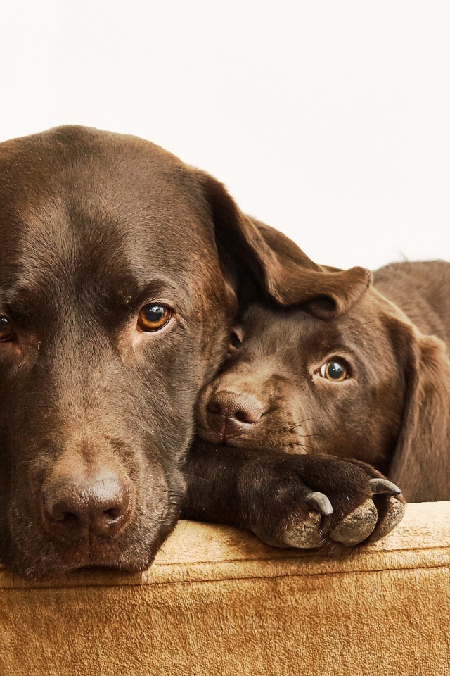 Лабрадор с маленьким милым щенком
