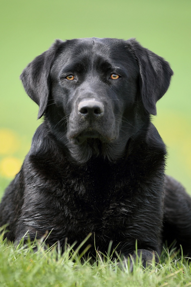 Большой черный лабрадор лежит на траве