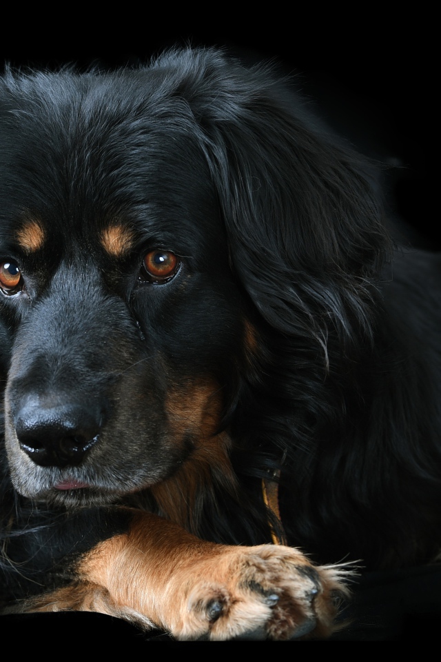 Большая породистая собака на черном фоне