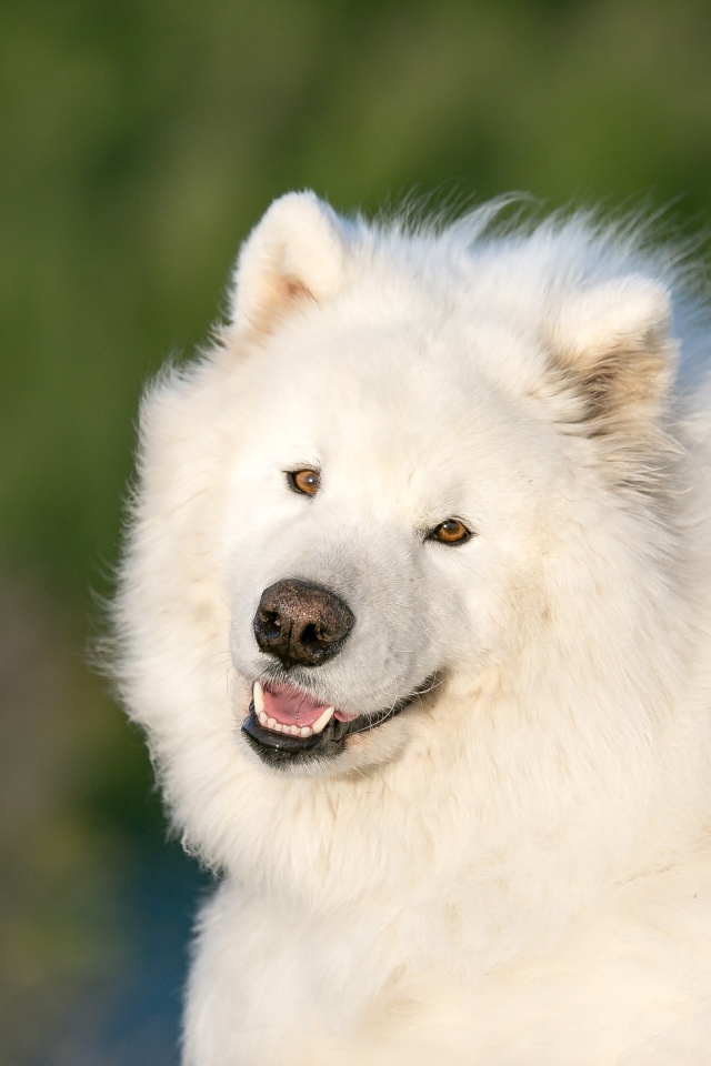 Большой белый пес породы самоед
