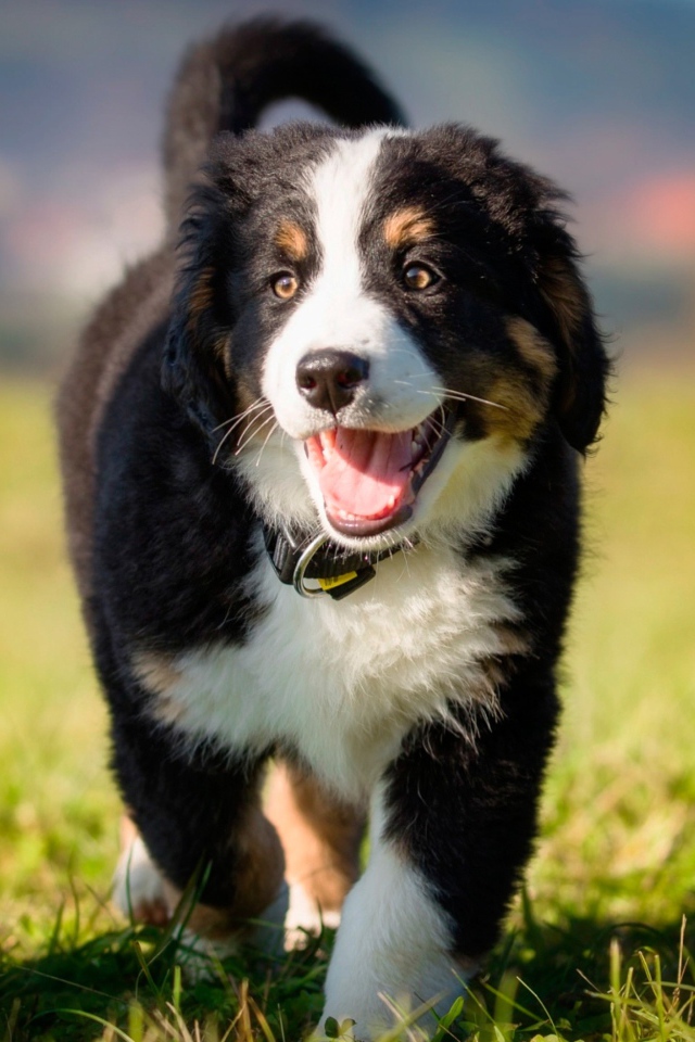 Маленький щенок австралийской овчарки на зеленой траве