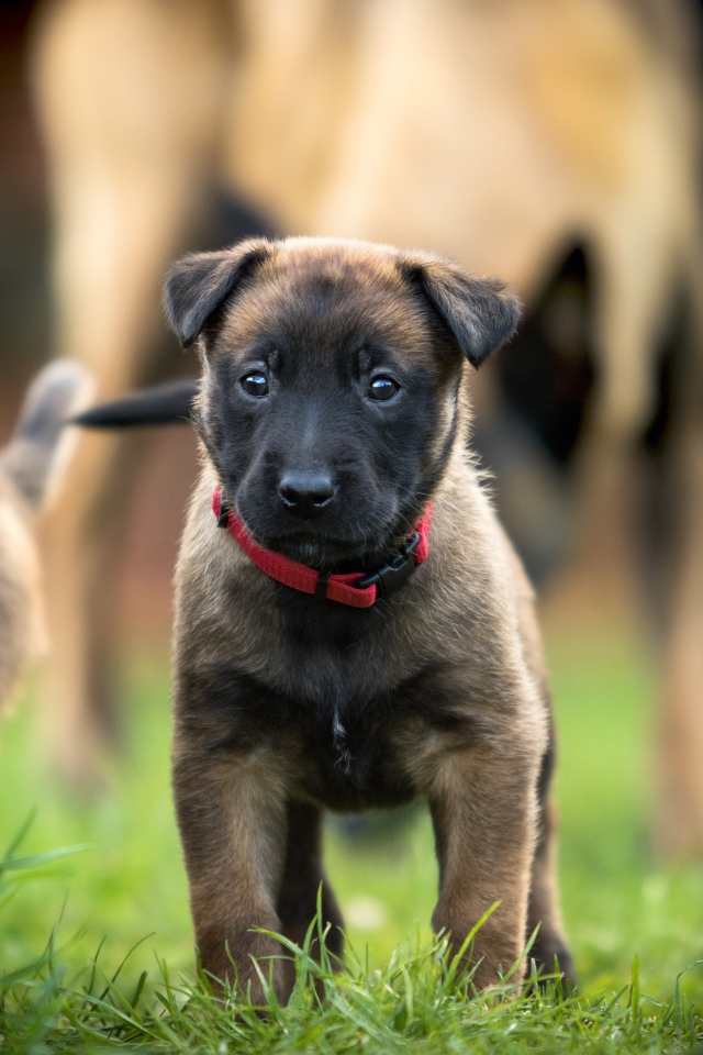 Маленький щенок бельгийской овчарки в красном ошейнике
