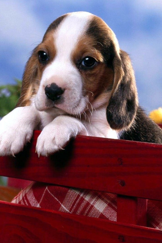 Маленький щенок бигля сидит в коробке