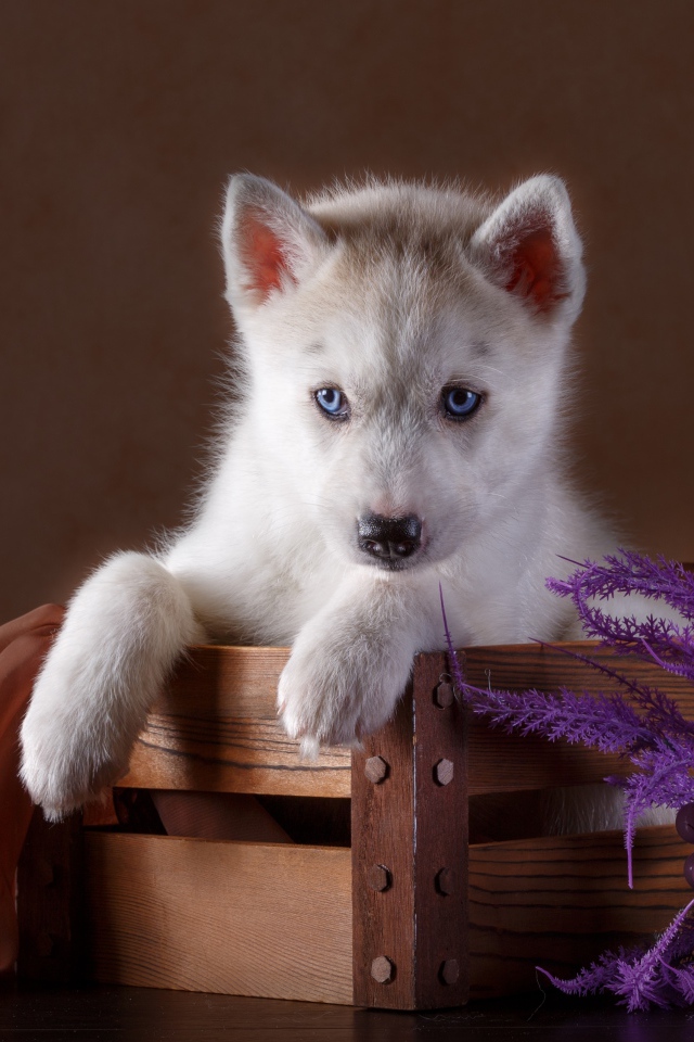 Маленький красивый щенок хаски в деревянном ящике