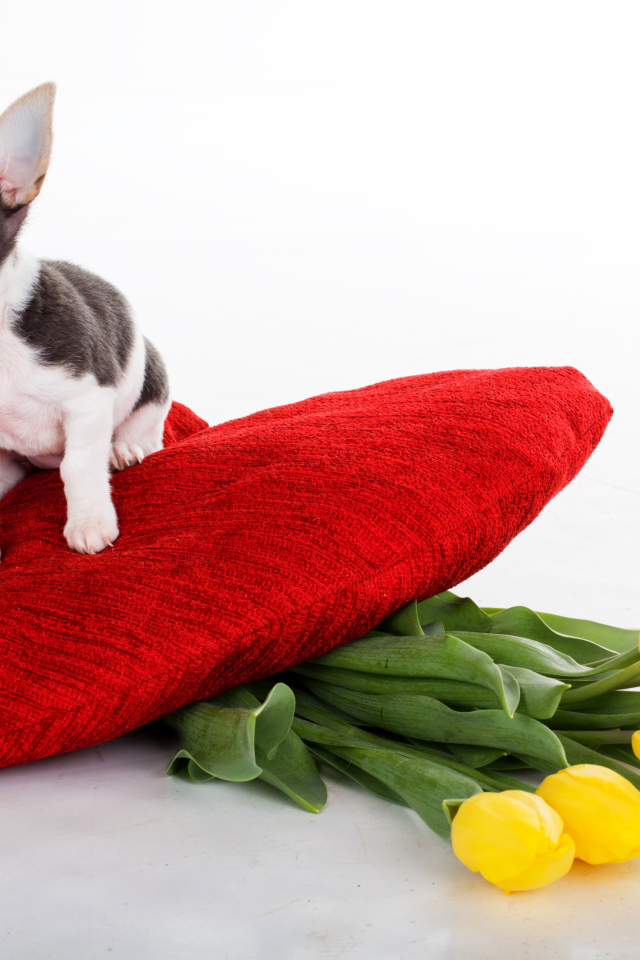 Маленький чихуахуа сидит на большом красном сердце с букетом тюльпанов