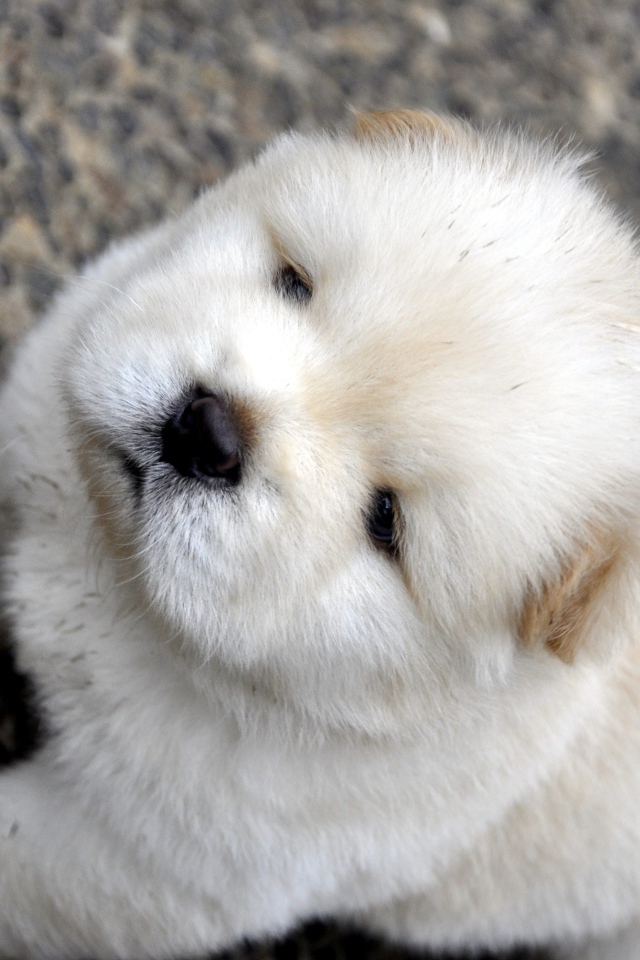 Маленький пушистый щенок чау чау