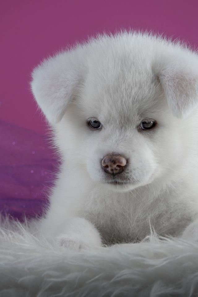 Маленький пушистый белый щенок  Акита-ину