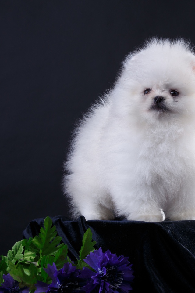 Маленький пушистый белый шпиц на черном фоне