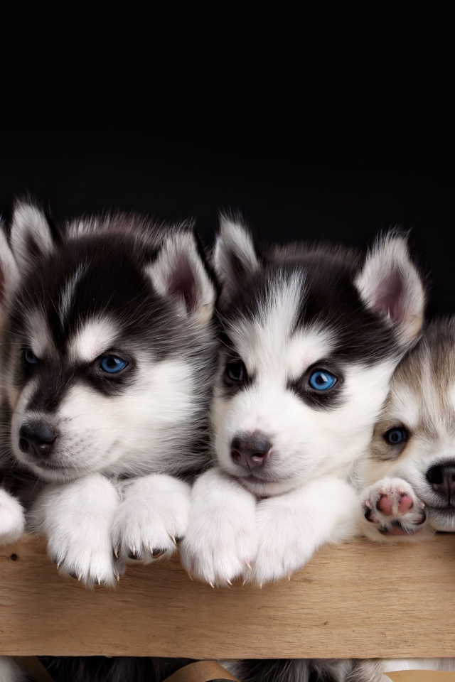 Маленькие забавные щенки хаски в ящике на черном фоне