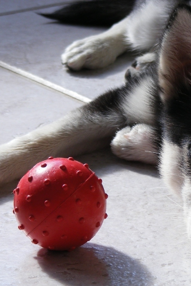 Маленький щенок хаски играет с мячиком