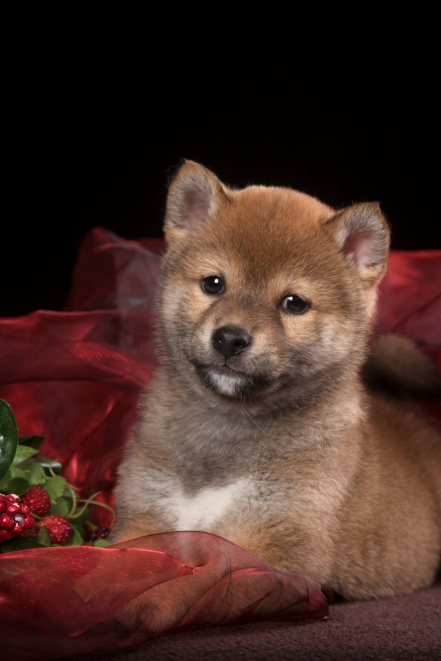 Маленький щенок Сиба-ину на красном покрывале