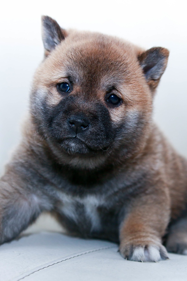 Маленький щенок акита ину