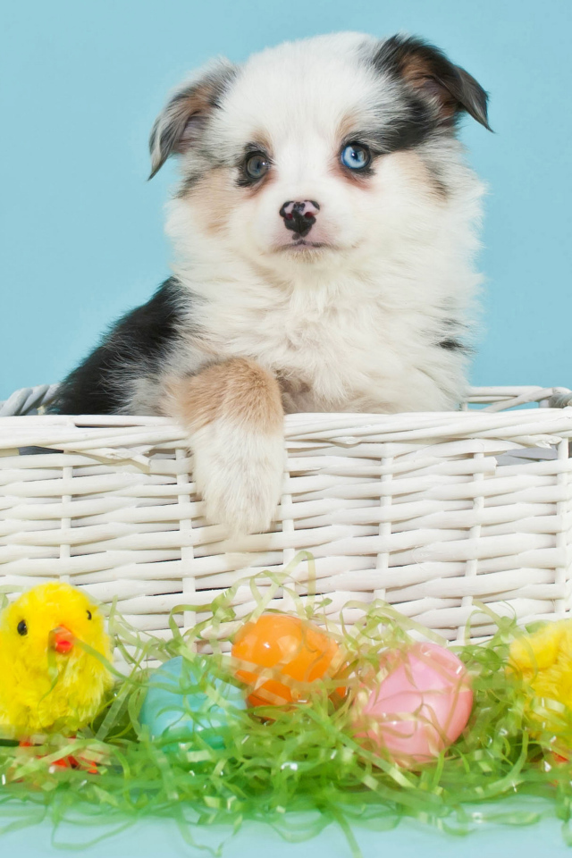 Маленький щенок в корзине с пасхальными яйцами и цыплятами