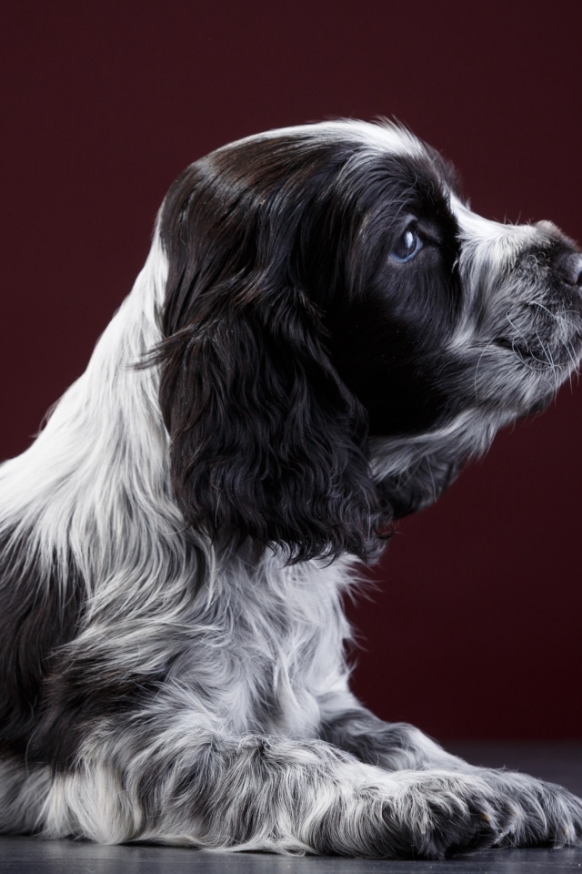 Маленький щенок английского спаниеля