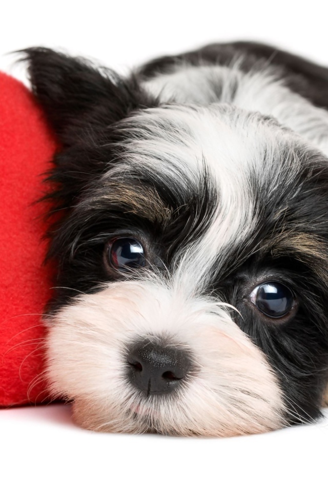 Маленький щенок с красным плюшевым сердцем на белом фоне