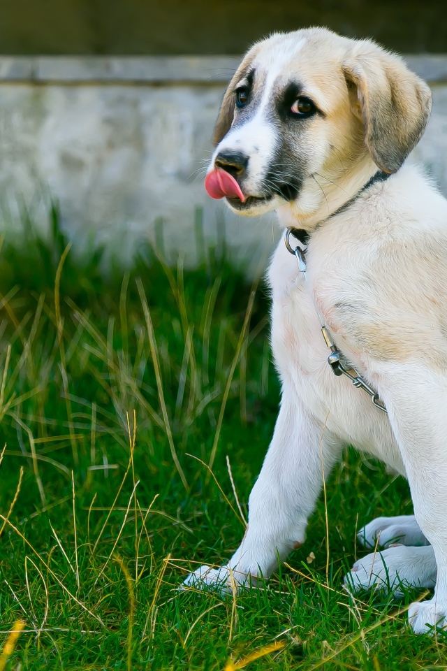 Маленький щенок с высунутым языком на цепи