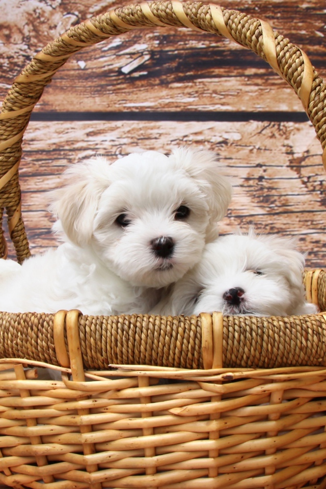 Маленькие белые щенки болонки в корзине