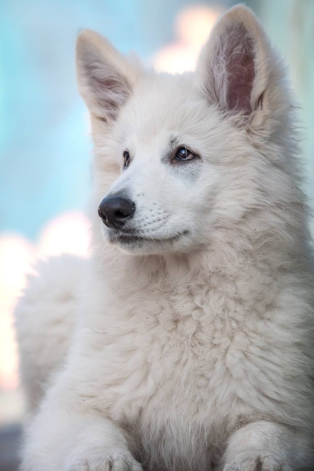 Маленькая белая овчарка с грустным взглядом