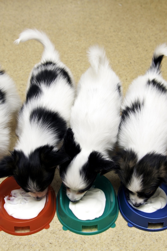 Милые щенки папильона едят из мисок