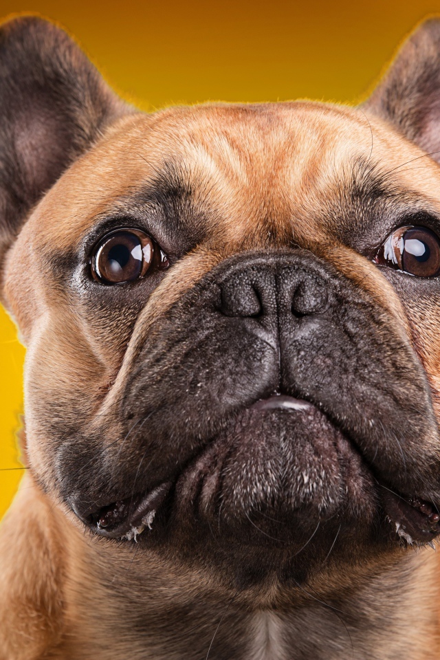 Морда французского бульдога на золотом фоне