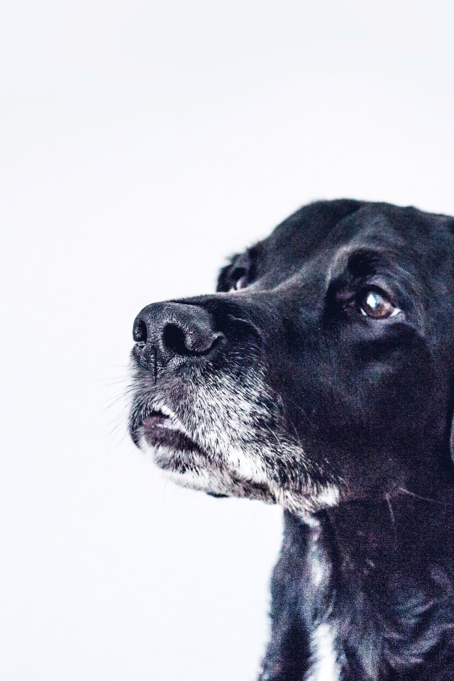 Морда черного дога на сером фоне