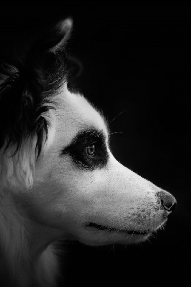 Морда собаки породы бордер колли черно - белое фото