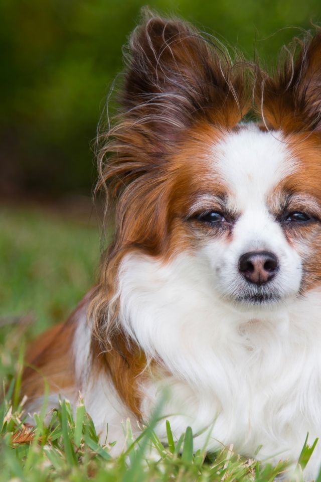 Собака породы Папильон лежит на зеленой траве