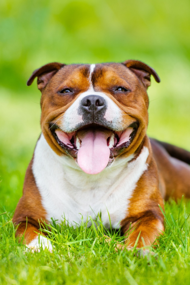Довольный Стаффордширский бультерьер с высунутым языком лежит на зеленой траве