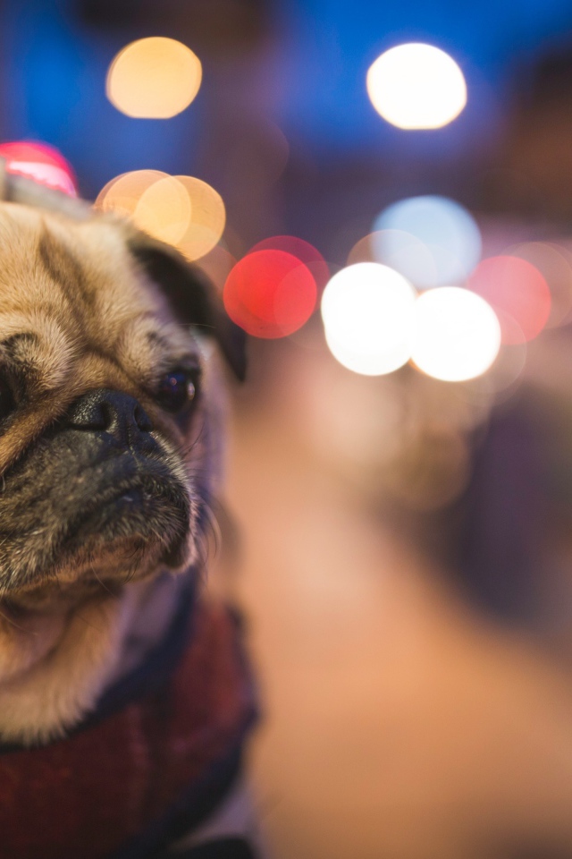 Мопс с грустной мордой с воротником на шее