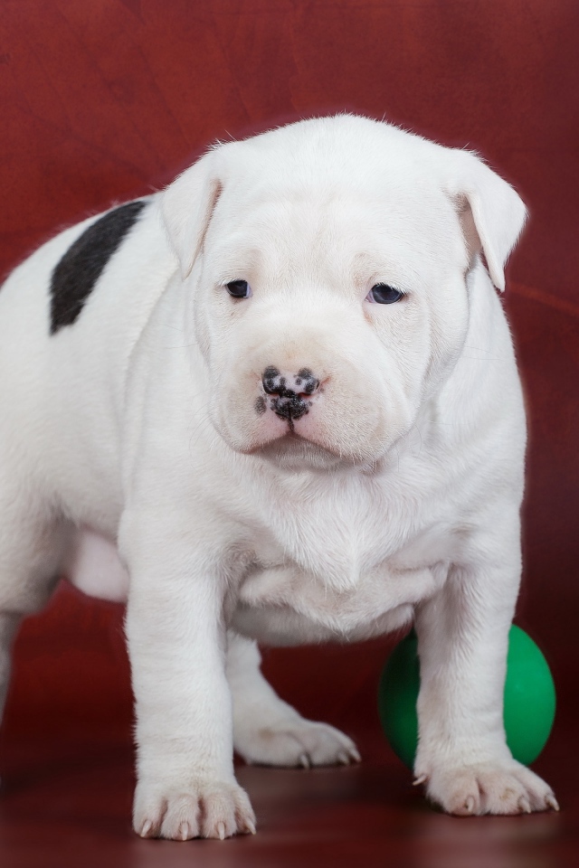 Щенок Амстафф с игрушками